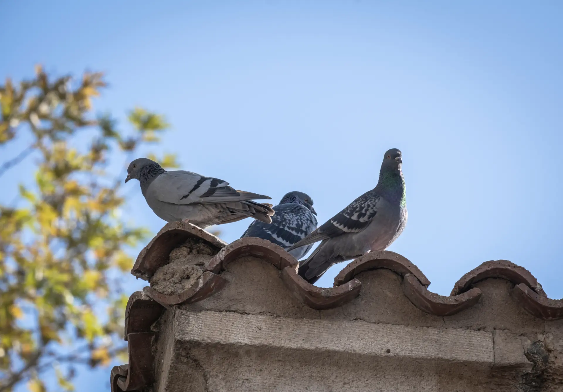 Roofmasters